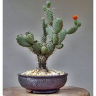 Tohhum Opuntia Hint İnciri Opuntia Bonsai Tohumu