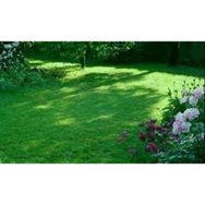 Tohhum Ornamental Mix Karışım 6 Adet Çim Tohumu