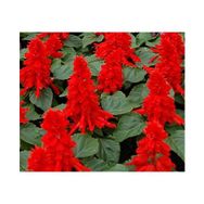 Tohhum Salvia Red Ateş Çiçeği Tohumu