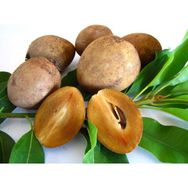 Tohhum Sapodilla Meyvesi Tohumu
