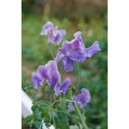 Tohhum Sweet Pea Mavi Bezelye Çiçeği Tohumu
