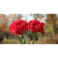 Tohumcumm 10 Adet Tohum Karanfil Çiçeği Tohumu