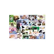 Trefl On The Trail Treflik Family 60 Parça Puzzle