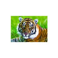 Trefl Tiger 500 Parça Puzzle