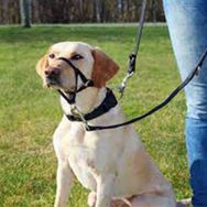 Trixie 31 cm Large Köpek Uzman Eğitim Tasması