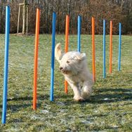 Trixie Agility Köpek Eğitim Direkleri