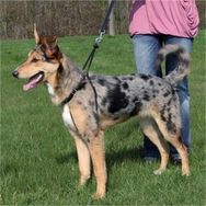 Trixie Easy Walk S 27-36 cm 20 mm Köpek Kolay Yürüme Eğitim Tasması