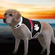 Trixie Fosforlu S Köpek Güvenlik Yeleği