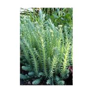 Tunç Botanik 135 Adet Sedum Reflexum Sukulent Teraryum Bitkisi