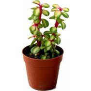 Tunç Botanik 20 Adet Portulacaria Afra Variegata Sukulent Teraryum Bitkisi