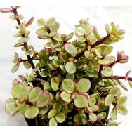 Tunç Botanik 5 Adet Portulacaria Afra Variegata Sukulent Teraryum Bitkisi