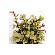 Tunç Botanik 5 Adet Portulacaria Afra Variegata Sukulent Teraryum Bitkisi