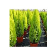 Tüplü 10 adet Limoni Servi Fidanı 20-40cm
