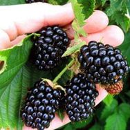Tüplü Aromalı Bol Verimli Arapaho Böğürtlen Fidanı