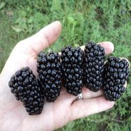 Tüplü Aromalı Dikensiz Jumbo Böğürtlen Fidanı
