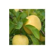 Tüplü Aşılı Aromalı Leziz Bol Sulu Tam Bodur Golden Elma Fidanı