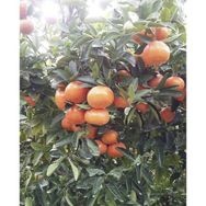 Tüplü Aşılı Aromatik Kokulu Verimli W.Murcot Mandalina Fidanı