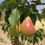 Tüplü Aşılı Erkenci Etruşka Armut Fidanı