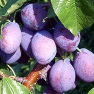 Tüplü Aşılı Orta Erkenci Bol Verimli Yarı Bodur Freze Japon Erik Fidanı