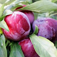Tüplü Aşılı Orta Geçci Verimli Yarı Bodur Queen Rosa Japon Erik Fidanı