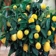 Tüplü Aşılı Yüksek Verimli Bol Sulu Mayer Limon Fidanı