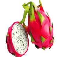 Tüplü Beyaz Pitaya Ejder Meyvesi Fidanı