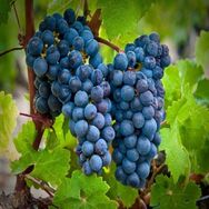 Tüplü Cabernet Sauvignon Üzüm Fidanı