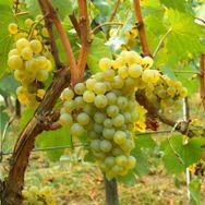 Tüplü Chardonnay Üzüm Asma-Bağ Fidanı