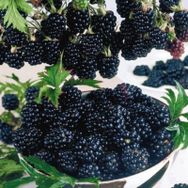 Tüplü Herdem Yeşil Thornless Evergreen Böğürtlen Fidanı