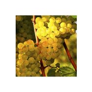 Tüplü Hoş Kokulu Aromatik Chardonnay Üzüm Asma-Bağ Fidanı