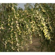 Tüplü İspanyol Bodur Arbequina Zeytin Fidanı 1yaş