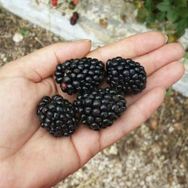 Tüplü Jumbo Böğürtlen Fidanı