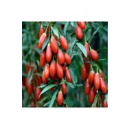 Tüplü Kurt Üzümü Goji Berry Fidanı