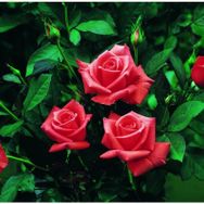 Tüplü Lady Rose Kokulu Gül Fidanı