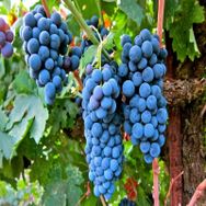 Tüplü Orta Geçci Kokulu Şaraplık Merlot Üzüm Asma-Bağ Fidanı
