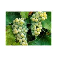 Tüplü Sauvignon Blanc Üzüm((Asma-Bağ) Fidanı