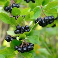Tüplü Siyah Aronia Chokeberry Fidanı