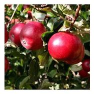 Tüplü Tam Bodur Early Red One Elma Fidanı