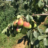 Tüplü Tam Bodur Erkenci Etruşka Armut Fidanı