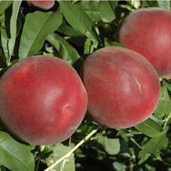 Tüplü Tam Bodur İnnovative Tree Dixired Şeftali Fidanı