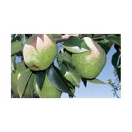 Tüplü Yarı Bodur Margarit Marillat(Kieffer) Armut Fidanı