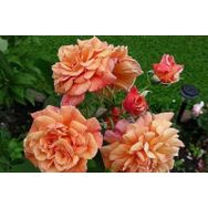 Tüplü Yediveren Kokulu Kayısı Tonlarında Aloha Rose Sarmaşık Gül Fidanı