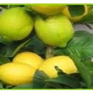 Tüplü Yediveren Limon Fidanı Saksılı