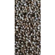 Versele Laga 1 kg Çedene Kenevir Tohumu Kuş Yemi