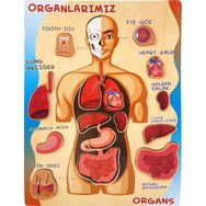 Woody Life Organları Öğreniyorum Vücut Montessori Meteryali Ahşap Puzzle