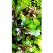 Woof Ludwigia Grandulosa Akvaryum Bitkisi 5 Dal Canlı Bitki