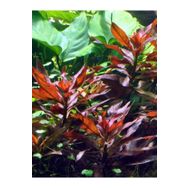 Woof Ludwigia Peruensis 5 Dal Kusursuz Form Renkli Akvaryum Bitkisi Canlı Bitki