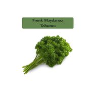 Zencefil Organik 10 gr Kıvırcık Frenk Maydanoz Tohumu