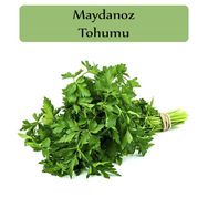 Zencefil Organik 10x5000 Adet Maydanoz Tohumu