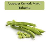 Zencefil Organik 25x20 Adet Yerli Bakla Tohumu